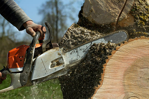 Best Dead Tree Removal  in Homedale, ID